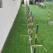 Dog Agility Weave Poles