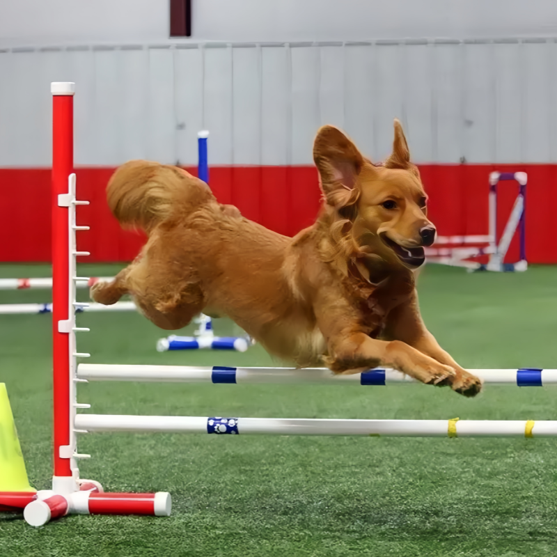 Dog Agility Training Hurdle