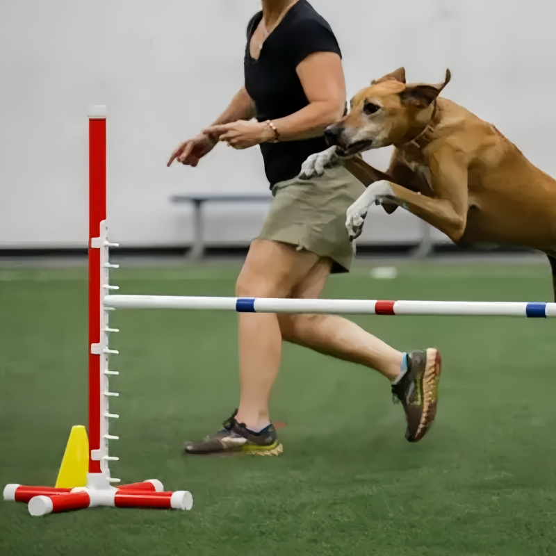 dog agility hurdle