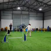 Dog Agility Training Equipment