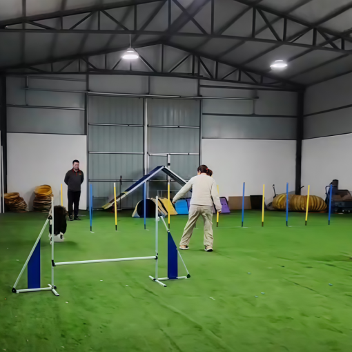 Dog Agility Training Equipment