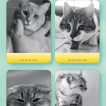 Cat Catnip Spray
