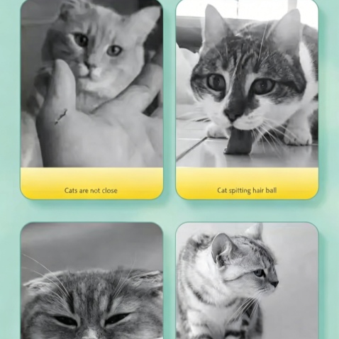 Cat Catnip Spray