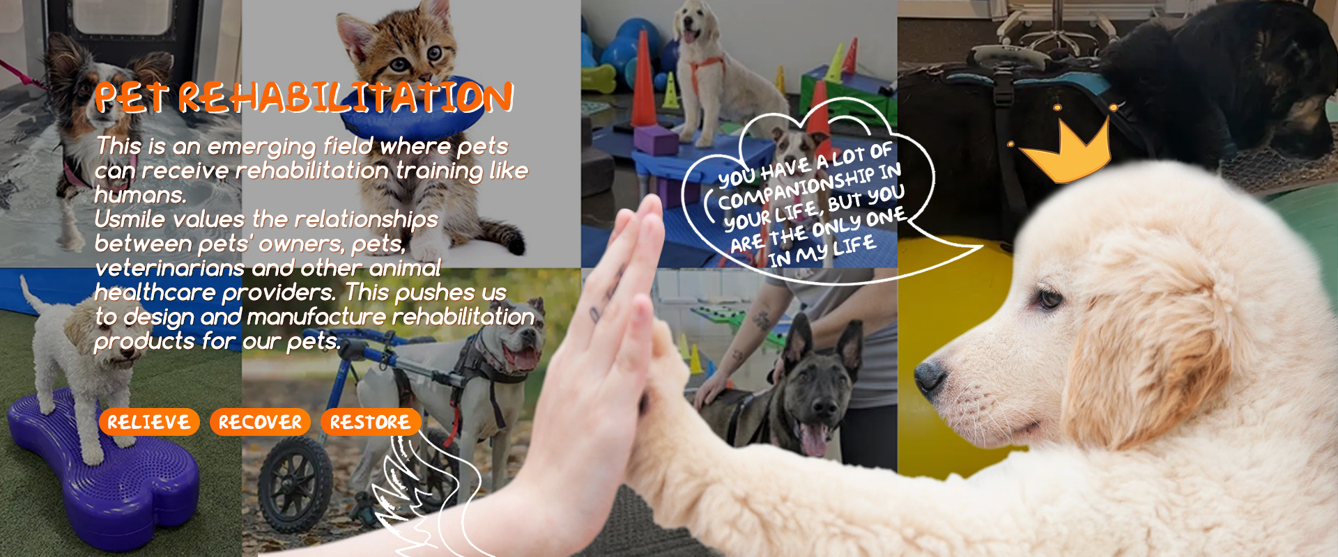 Top-tier Pet Equipment Supplier in China ★★★★★ Verified