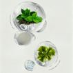 Pet Dental Powder