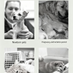 Pet Dry Cleaning Power