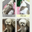 Pet Dry Cleaning Power