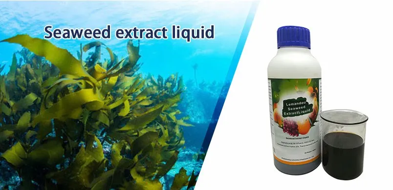 Comprar Fertilizante líquido de algas marinas al mejor precio para el crecimiento de plantas para raíces fuertes, Fertilizante líquido de algas marinas al mejor precio para el crecimiento de plantas para raíces fuertes Precios, Fertilizante líquido de algas marinas al mejor precio para el crecimiento de plantas para raíces fuertes Marcas, Fertilizante líquido de algas marinas al mejor precio para el crecimiento de plantas para raíces fuertes Fabricante, Fertilizante líquido de algas marinas al mejor precio para el crecimiento de plantas para raíces fuertes Citas, Fertilizante líquido de algas marinas al mejor precio para el crecimiento de plantas para raíces fuertes Empresa.