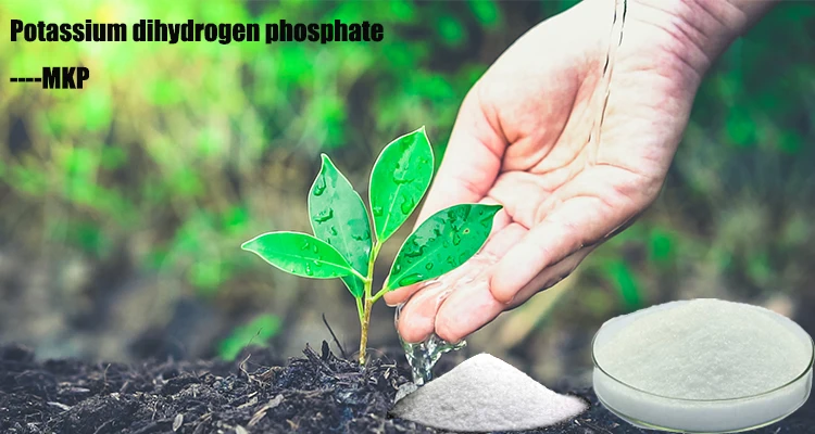 Comprar Fertilizante MKP soluble en agua de fosfuro de potasio de alta calidad (fórmula química), Fertilizante MKP soluble en agua de fosfuro de potasio de alta calidad (fórmula química) Precios, Fertilizante MKP soluble en agua de fosfuro de potasio de alta calidad (fórmula química) Marcas, Fertilizante MKP soluble en agua de fosfuro de potasio de alta calidad (fórmula química) Fabricante, Fertilizante MKP soluble en agua de fosfuro de potasio de alta calidad (fórmula química) Citas, Fertilizante MKP soluble en agua de fosfuro de potasio de alta calidad (fórmula química) Empresa.