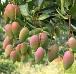 Water Soluble Fertilizer npk