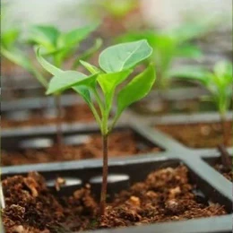 Liquid Spray fertilizer