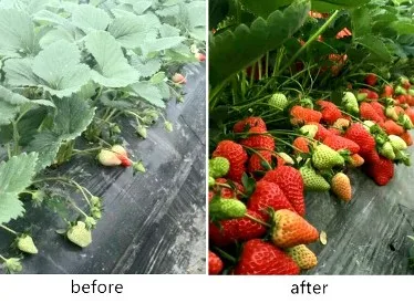 Liquid Spray fertilizer