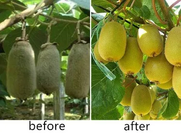 Water Soluble Fertilizer npk