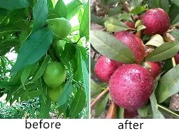Liquid Spray fertilizer