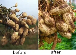 Water Soluble Fertilizer npk