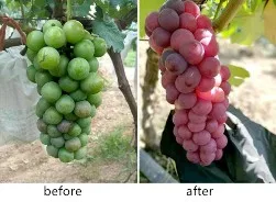 Water Soluble Fertilizer npk