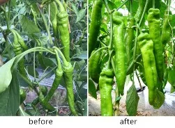 Water Soluble Fertilizer npk