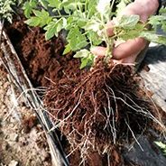 Liquid Spray fertilizer
