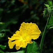 Water Soluble Fertilizer npk