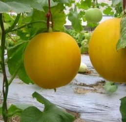 Comprar Fertilizante líquido de ácido húmico NPK personalizado Fertilizante foliar, Fertilizante líquido de ácido húmico NPK personalizado Fertilizante foliar Precios, Fertilizante líquido de ácido húmico NPK personalizado Fertilizante foliar Marcas, Fertilizante líquido de ácido húmico NPK personalizado Fertilizante foliar Fabricante, Fertilizante líquido de ácido húmico NPK personalizado Fertilizante foliar Citas, Fertilizante líquido de ácido húmico NPK personalizado Fertilizante foliar Empresa.