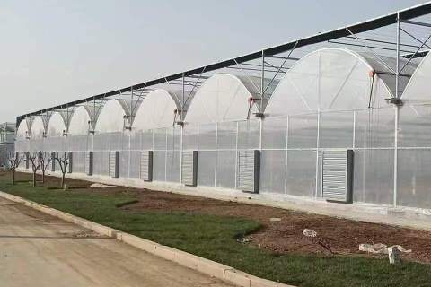 Agricultural Plastic Film Greenhouse For Vegetables Growing
