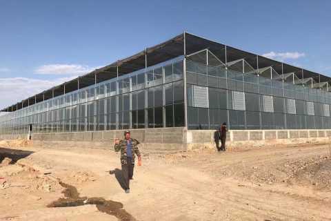 دفيئة زجاجية فينلو لزراعة الطماطم