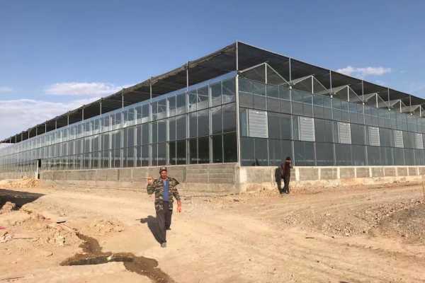 دفيئة زجاجية فينلو لزراعة الطماطم