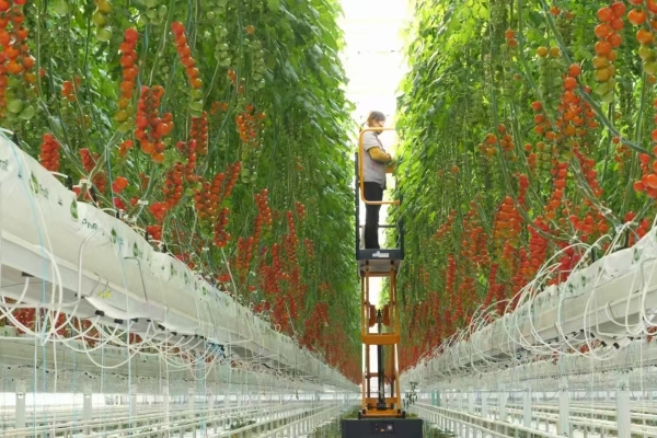 نظام الزراعة المائية بدون تربة للخضروات في الدفيئة