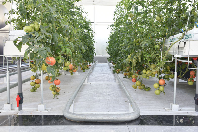 Прозрачная стеклянная теплица с автоматизированной системой