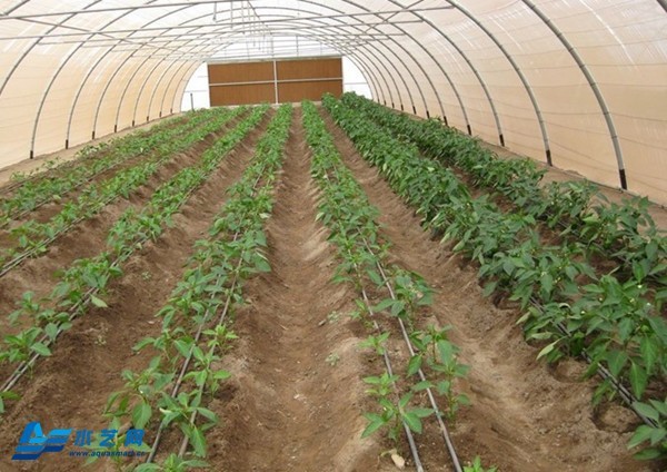 دفيئة زراعية بلاستيكية