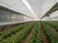 دفيئة بغشاء متعدد الاستخدامات لنمو الخضروات