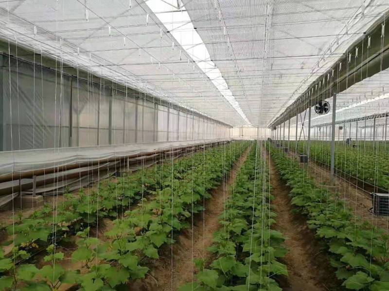 دفيئة بغشاء متعدد الاستخدامات لنمو الخضروات