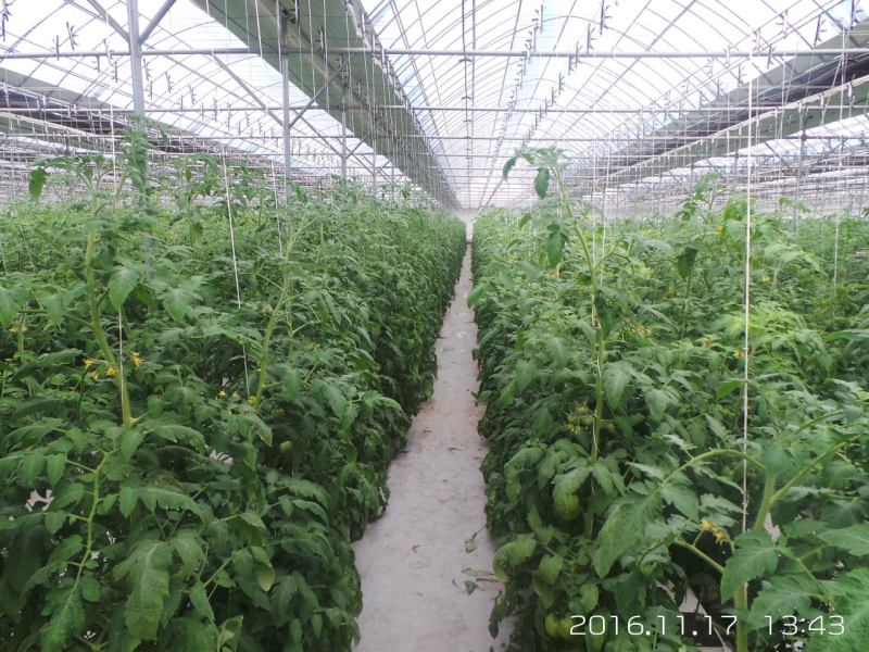 دفيئة بغشاء متعدد الاستخدامات لنمو الخضروات