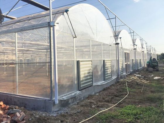 Multi Span Film Greenhouse For Tomato Growing