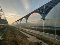 دفيئة ذات أغشية متعددة الاستخدامات لزراعة الطماطم