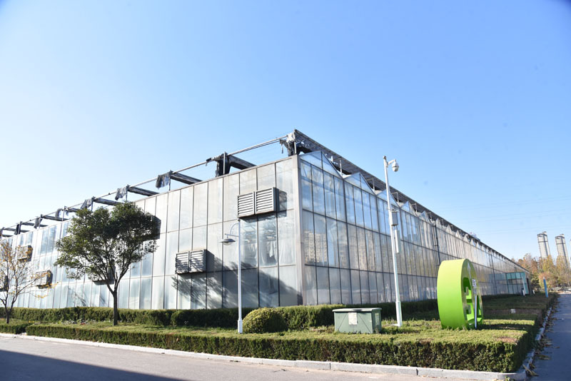 Agricultural Growing Tomato Glass Greenhouse