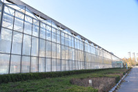 Agricultural Growing Tomato Glass Greenhouse