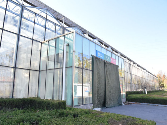 Agricultural Growing Tomato Glass Greenhouse