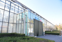 Agricultural Growing Tomato Glass Greenhouse