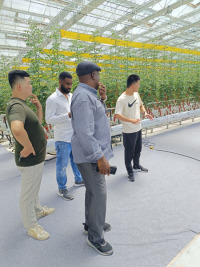 Rumah Hijau PC Venlo Untuk Penanaman Tomato