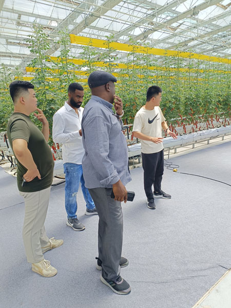 Rumah Hijau PC Venlo Untuk Penanaman Tomato