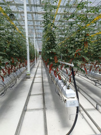 Rumah Hijau PC Venlo Untuk Penanaman Tomato