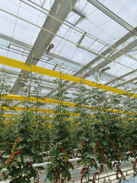 Rumah Hijau PC Venlo Untuk Penanaman Tomato