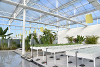 Alüminyum Oluklu Hollanda Cam Sera