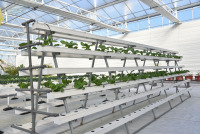 Qishloq xo'jaligida ishlatiladigan gidroponik shisha issiqxona