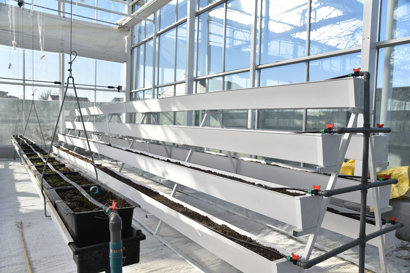 Qishloq xo'jaligida ishlatiladigan gidroponik shisha issiqxona