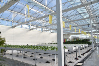 Qishloq xo'jaligida ishlatiladigan gidroponik shisha issiqxona