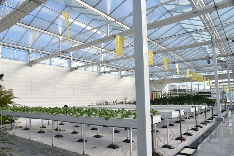 Qishloq xo'jaligida ishlatiladigan gidroponik shisha issiqxona