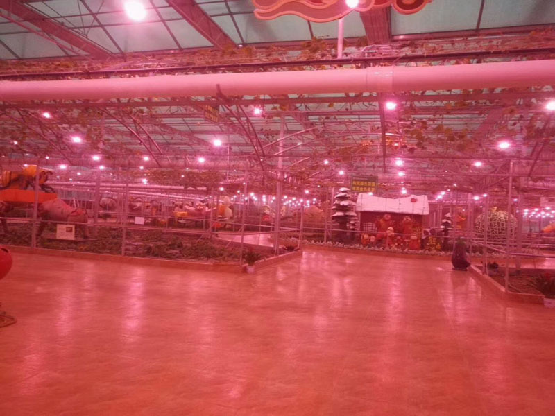 Ticari Cam Sera Ekolojik Restoran