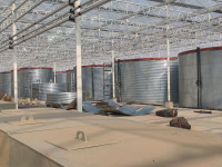 Hollanda Serası Venlo Cam Serası